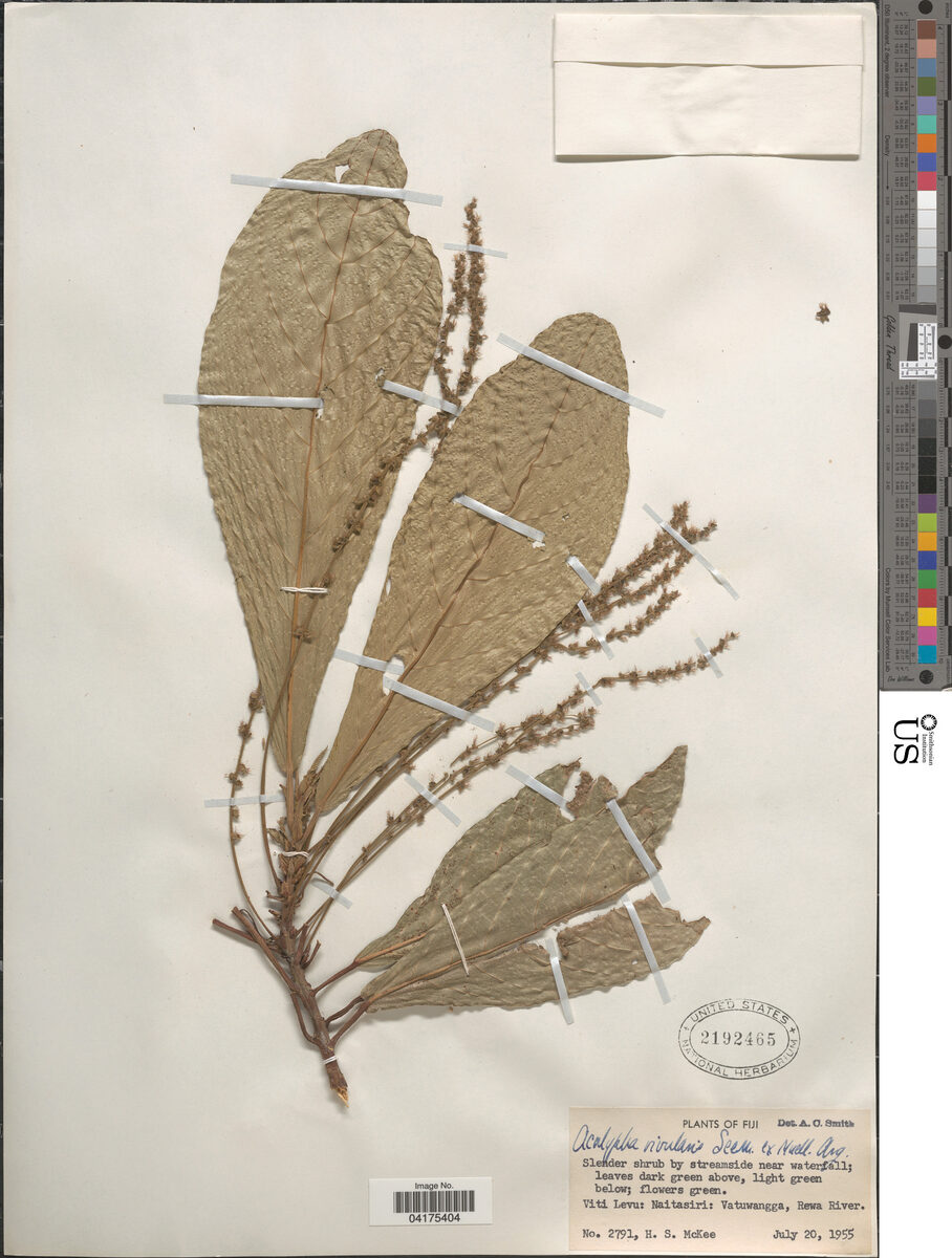 Acalypha rivularis