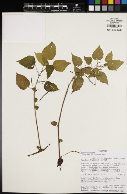 Acalypha volkensii (Dindi) — photo
