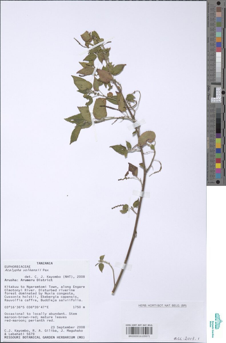 Acalypha volkensii (Dindi) — photo