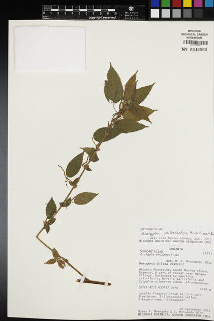Acalypha volkensii