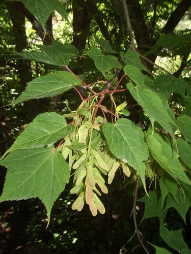 Acer acuminatum — photo
