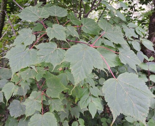 Acer acuminatum — photo