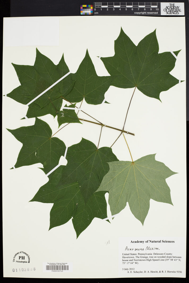 Acer mono (Maple) — photo