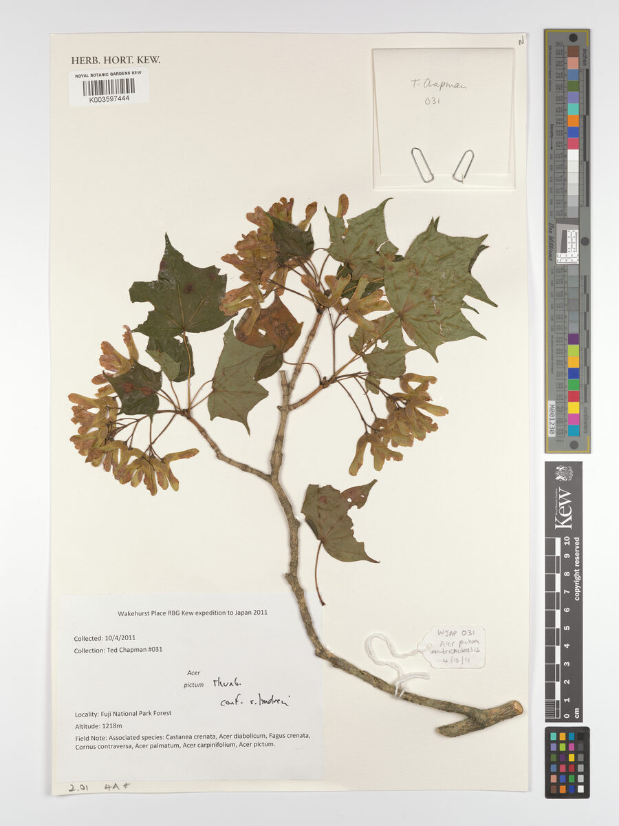 Acer mono (Maple) — photo