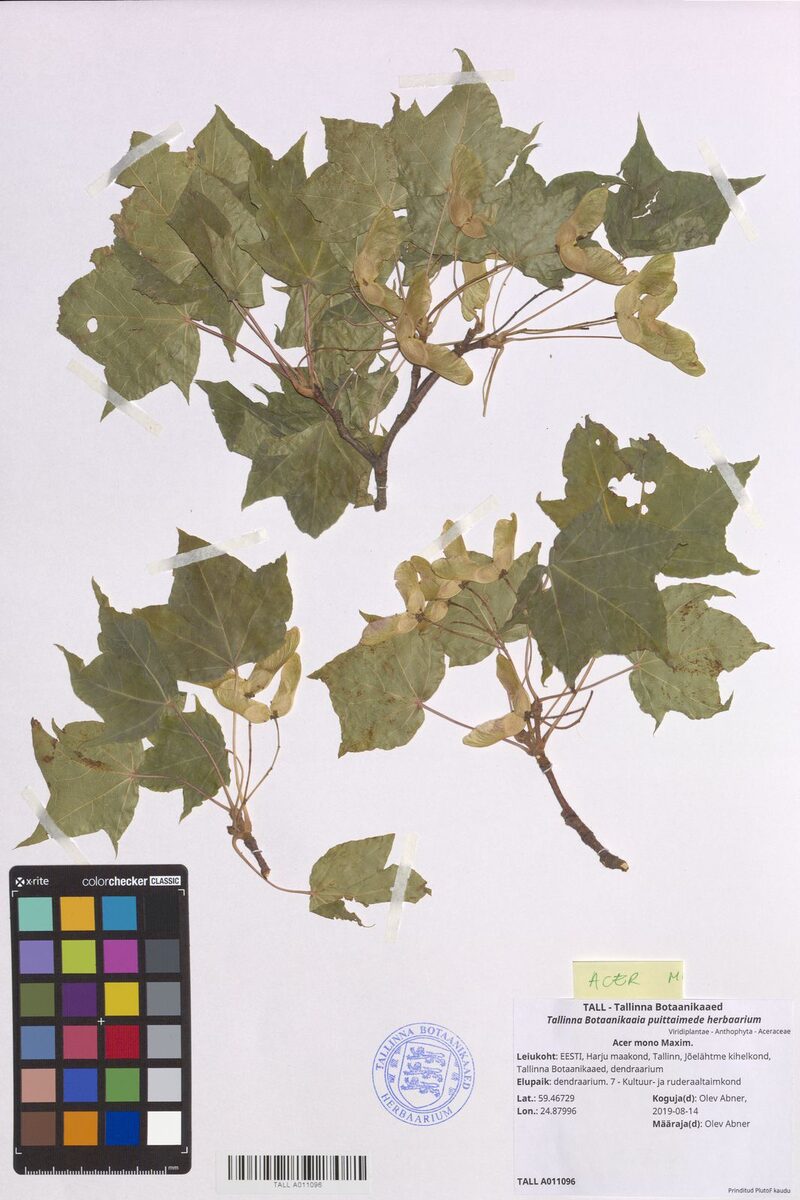 Acer mono