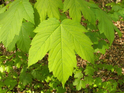 Acer pseudoplatanus (Plane-tree maple) — photo
