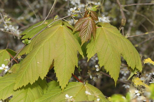 Acer pseudoplatanus (Plane-tree maple) — photo