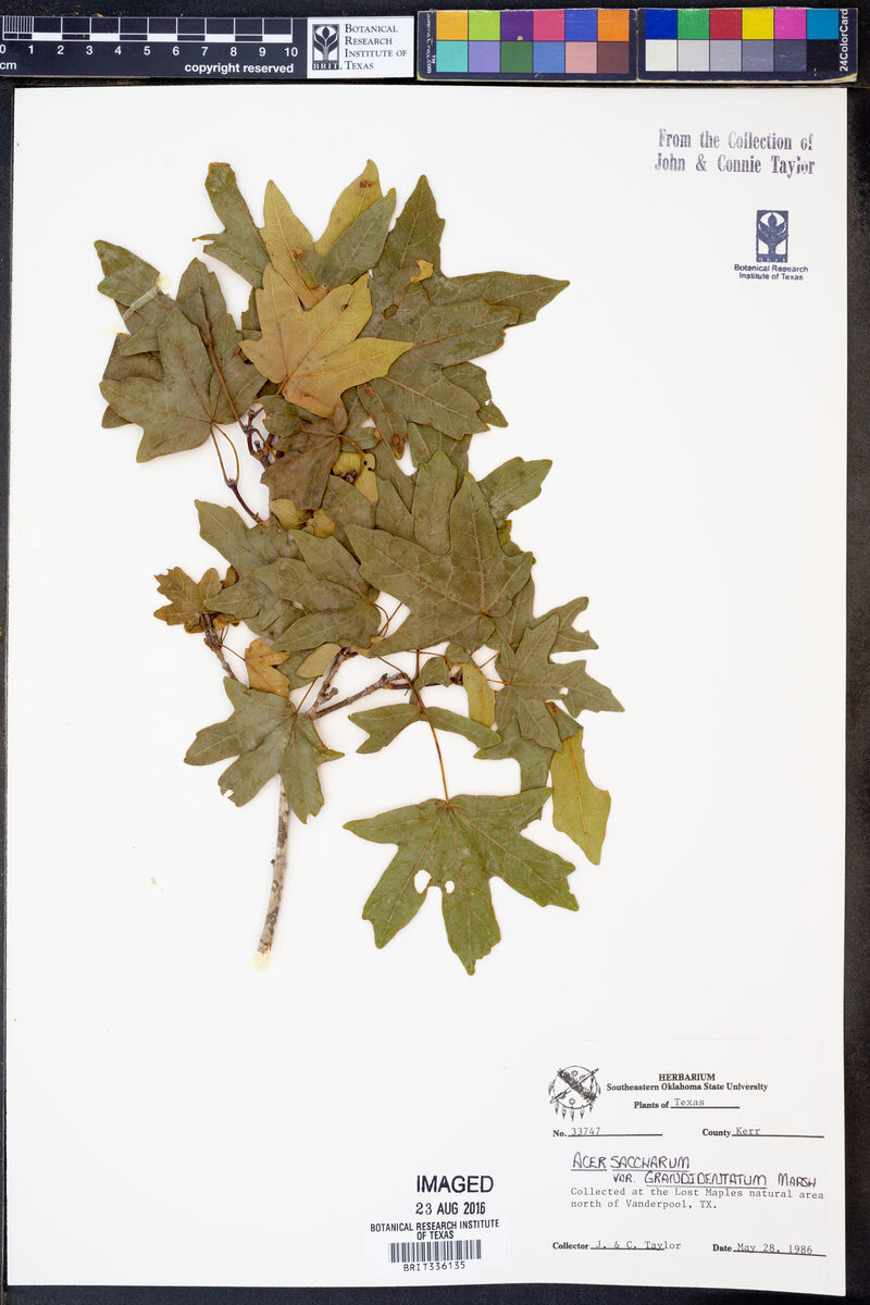 Acer saccharum grandidentatum - (Torr.&A.Gray.)Desmarais. (Big-Tooth Maple) — photo