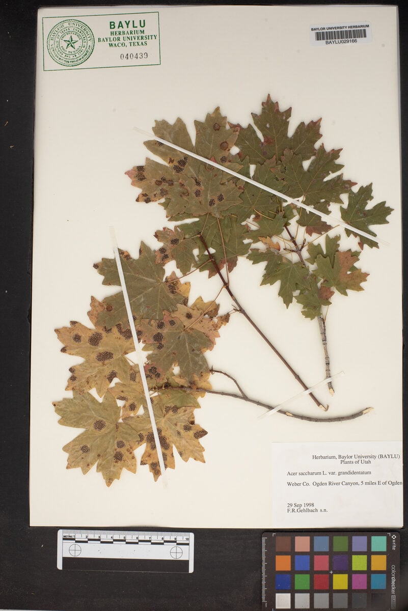 Aceraceae