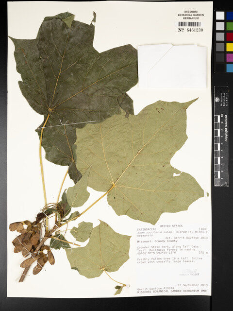 Acer saccharum nigrum - (Michx.)Desmarais. (Black Maple) — photo