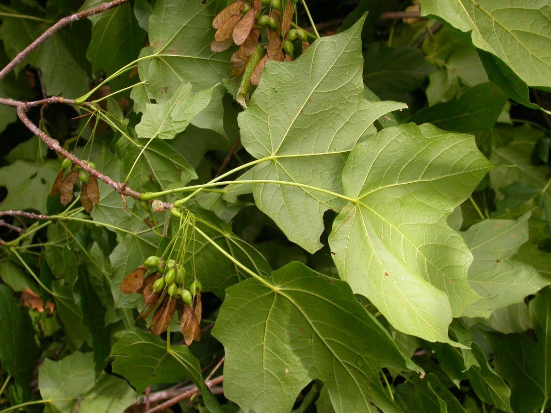 Acer saccharum nigrum - (Michx.)Desmarais. (Black Maple) — photo