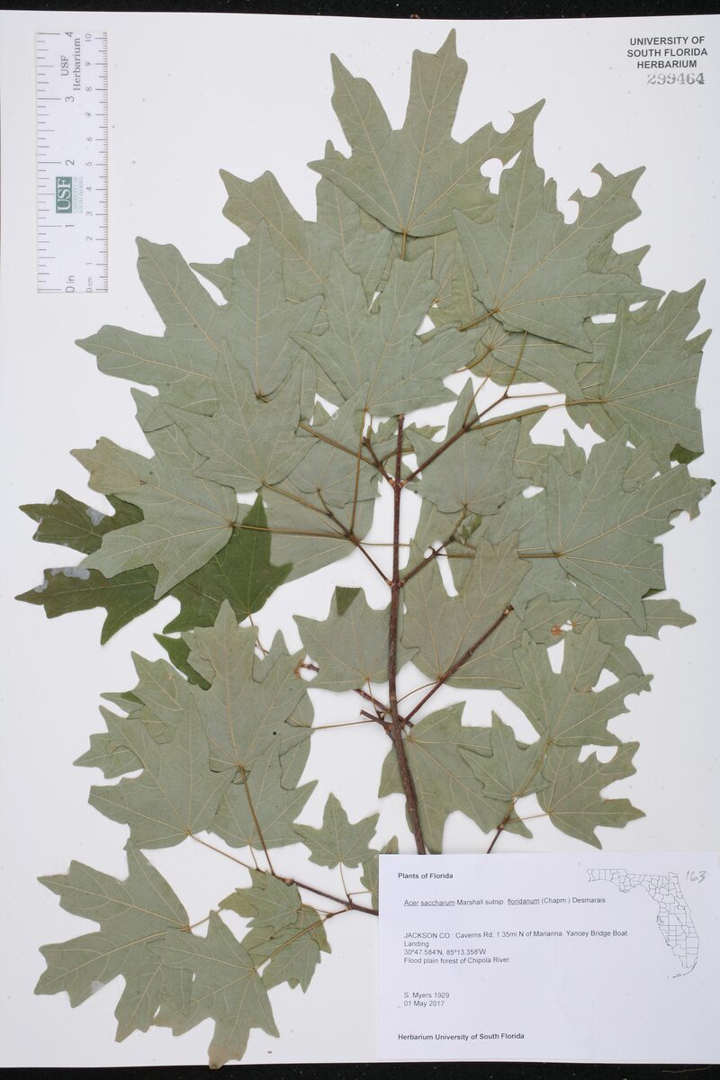 Acer saccharum subsp. floridanum (Florida maple) — photo