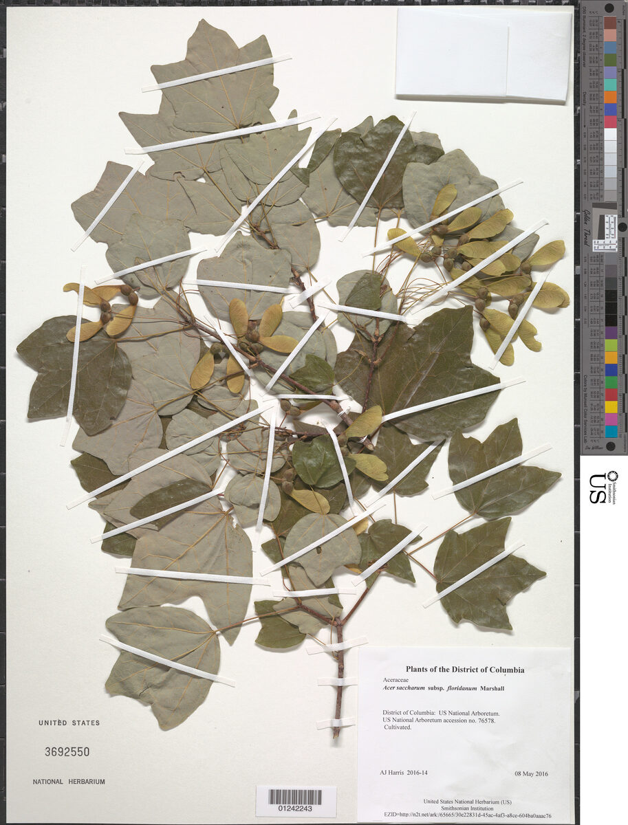 Acer saccharum subsp. floridanum (Florida maple) — photo