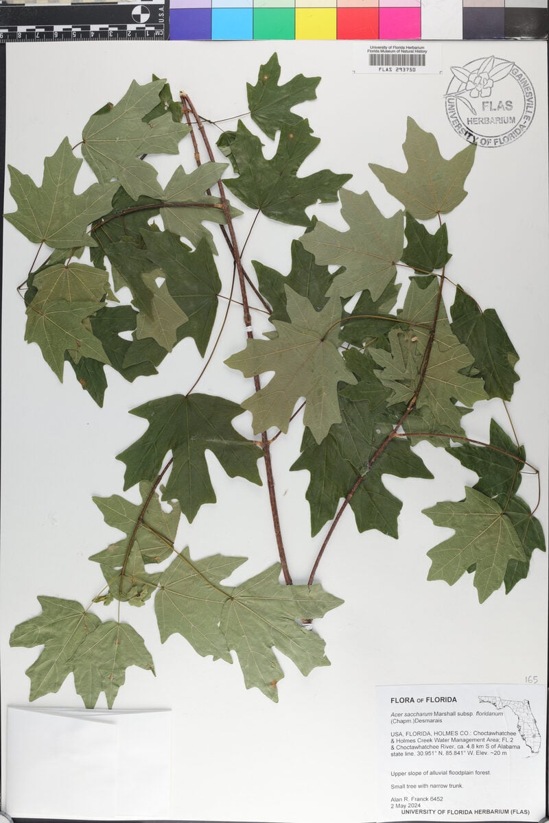 Acer saccharum subsp. floridanum
