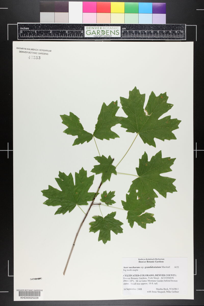 Acer saccharum subsp. grandidentatum (Big tooth maple) — photo