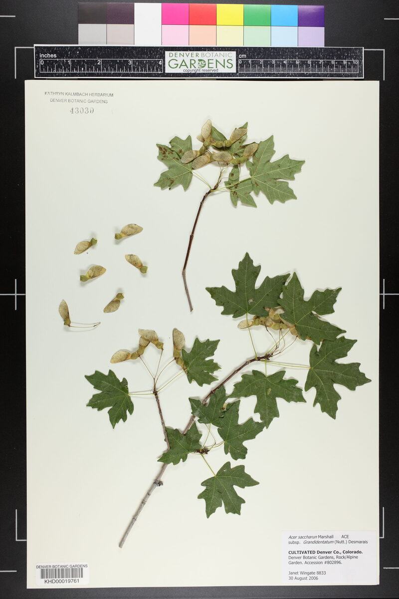 Acer saccharum subsp. grandidentatum (Big tooth maple) — photo