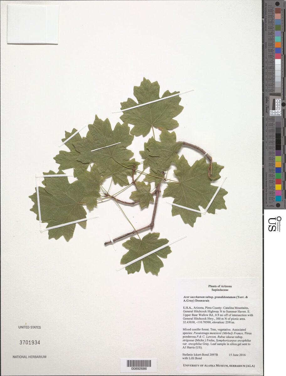Acer saccharum subsp. grandidentatum