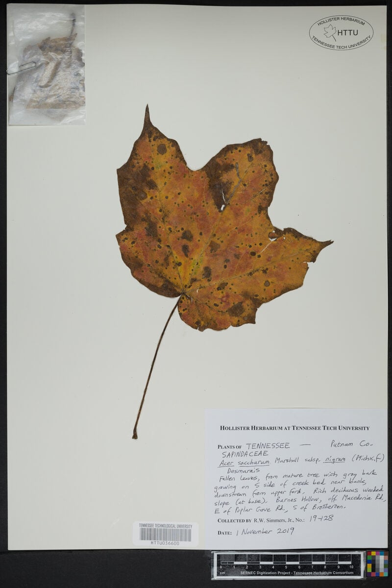 Acer saccharum subsp. nigrum