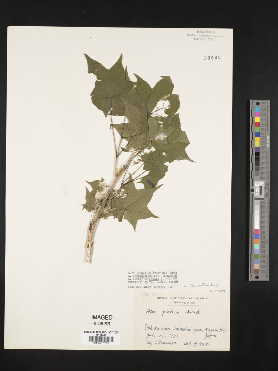 Acer truncatum subsp. mono