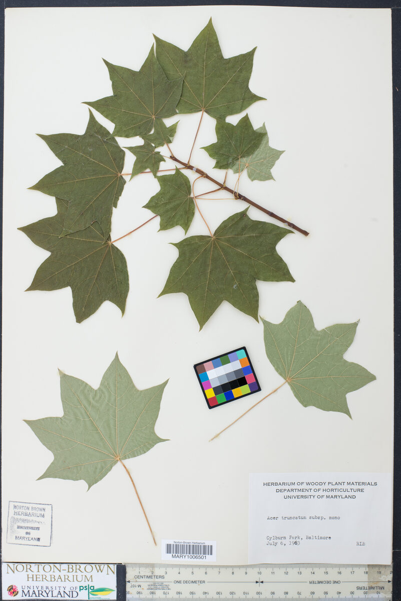 Acer truncatum subsp. mono (Painted maple) — photo