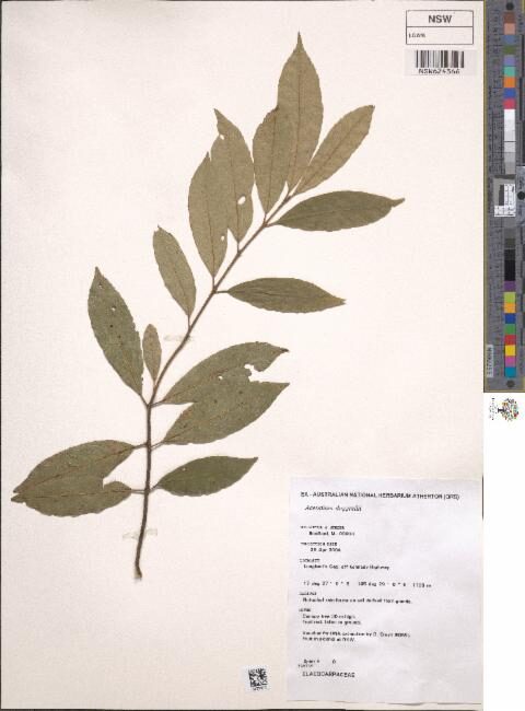 Aceratium doggrellii (Buff Carabeen) — photo