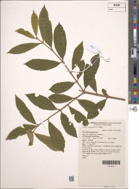 Aceratium doggrellii (Buff Carabeen) — photo
