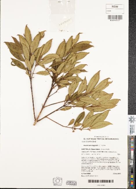 Elaeocarpaceae