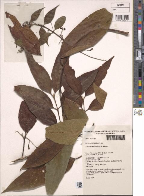 Aceratium sericoleopsis (Silky aceratium) — photo