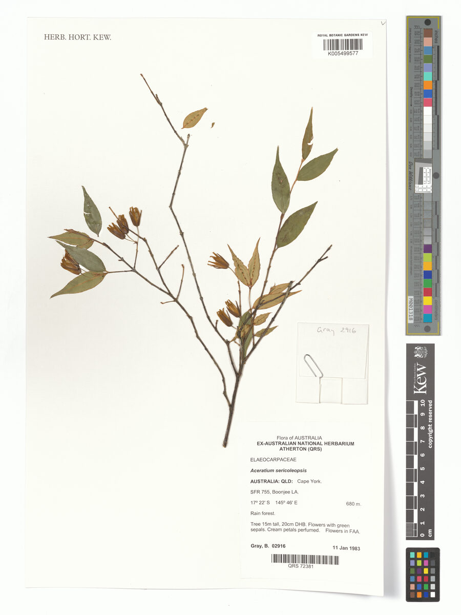 Aceratium sericoleopsis (Silky aceratium) — photo