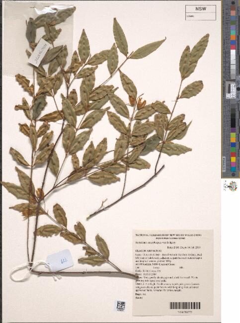 Aceratium sericoleopsis