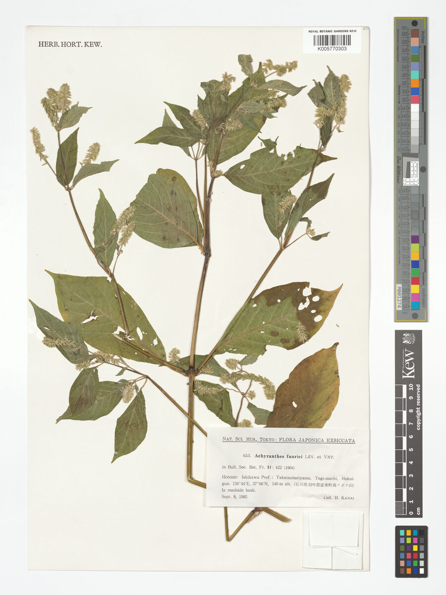 Achyranthes fauriei — photo