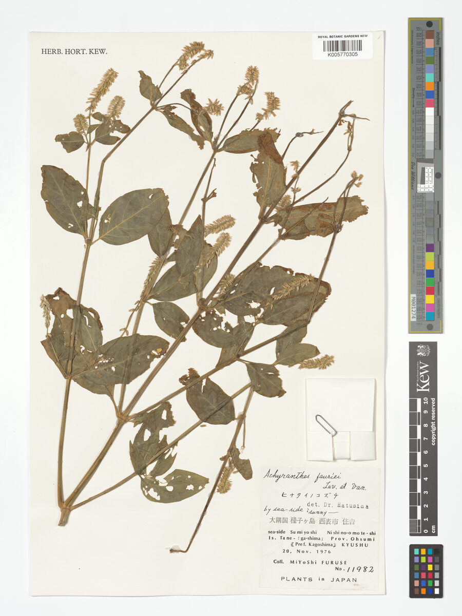 Achyranthes fauriei — photo