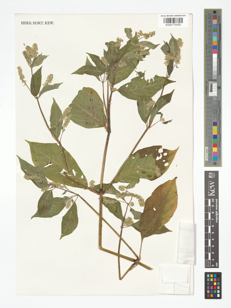 Achyranthes fauriei