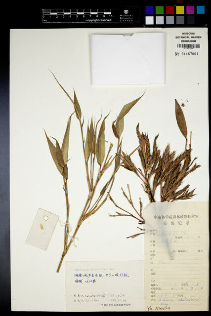 Acidosasa edulis (Edible sour bamboo) — photo