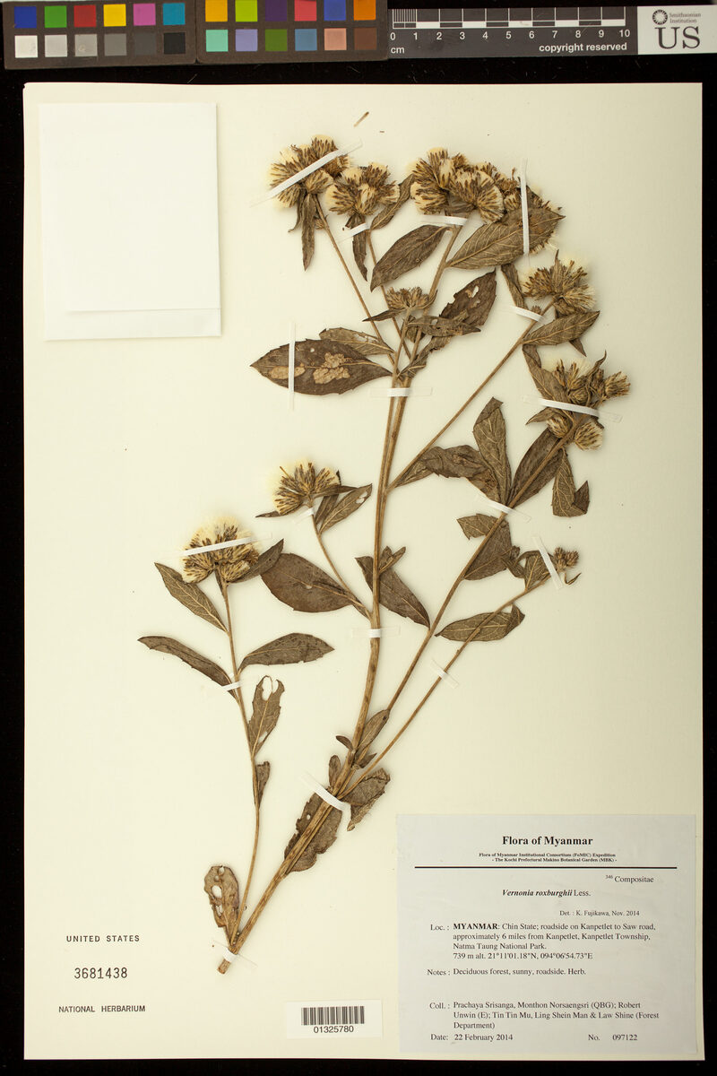 Acilepis aspera (Dorabohak) — photo