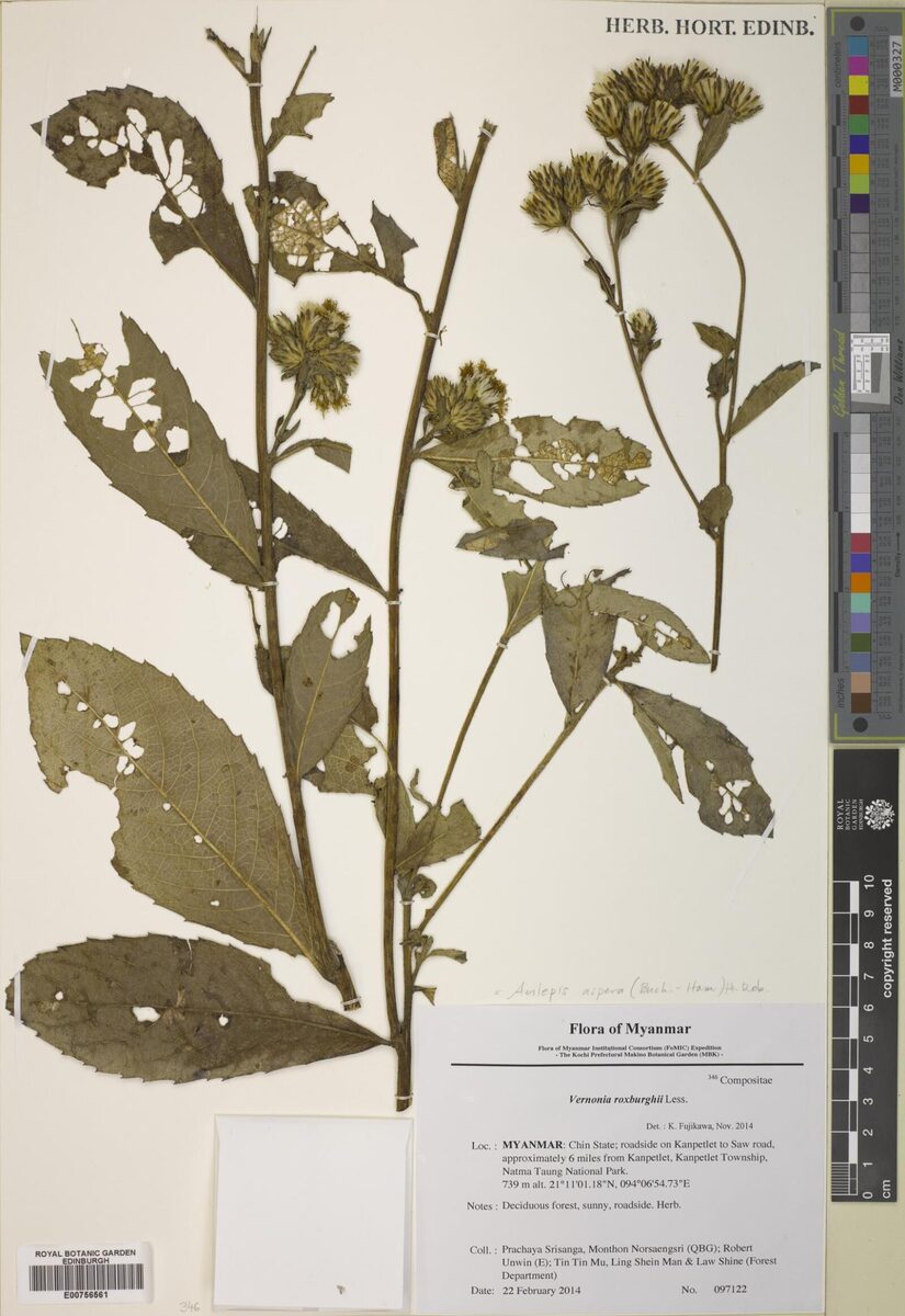 Acilepis aspera
