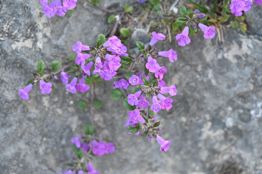 Acinos alpinus - (L.)Moench. (Alpine Calamint) — photo