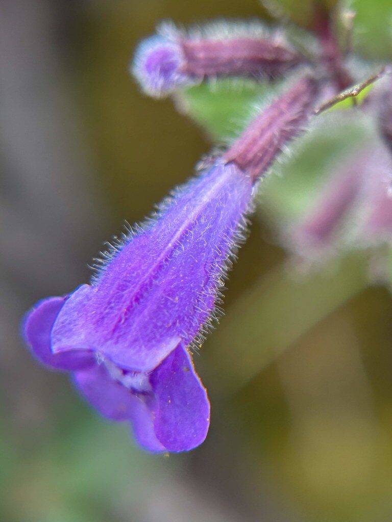 Acinos alpinus - (L.)Moench. (Alpine Calamint) — photo