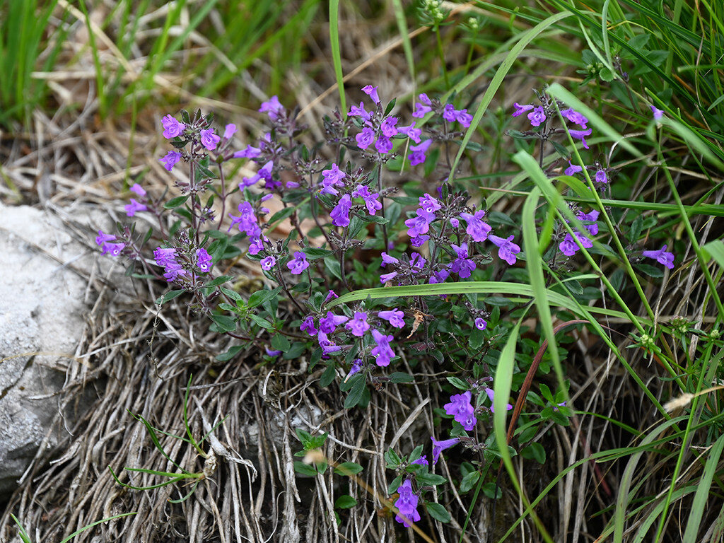 Acinos alpinus - (L.)Moench.