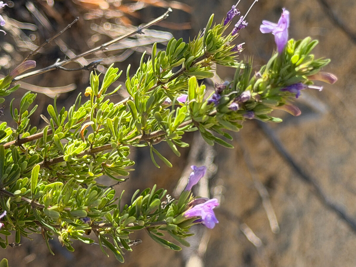 Acinos rotundifolius