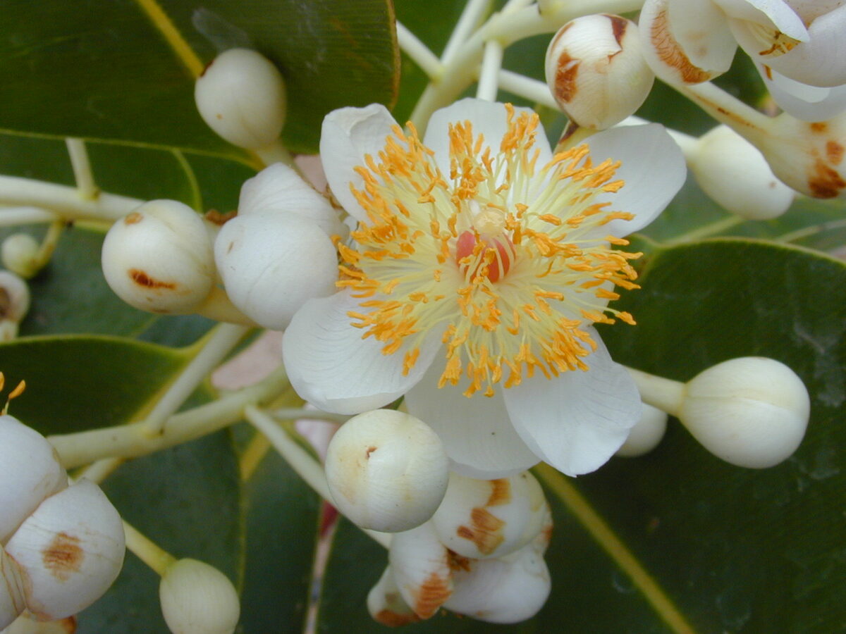 Acioa edulis (Cutia nut) — photo