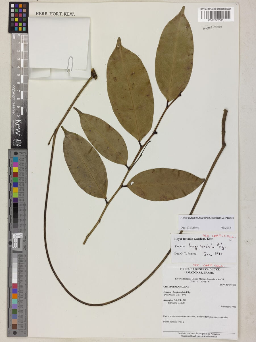 Acioa longipendula