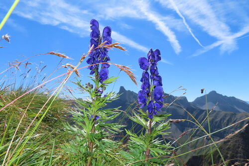 Aconitum lycoctonum (Wolfsbane) — photo