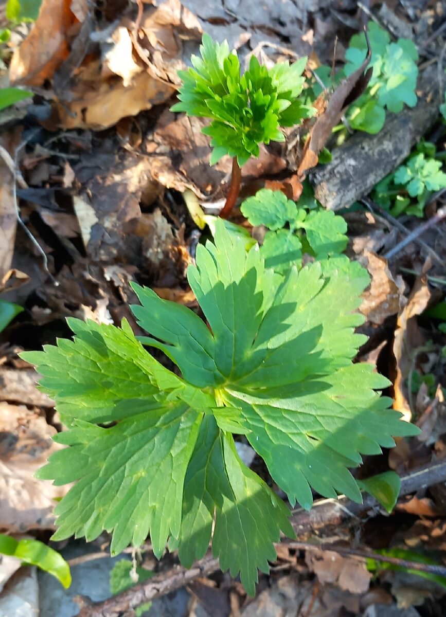 Aconitum lycoctonum vulparia - (Rchb.)Nyman. (Wolfbane) — photo
