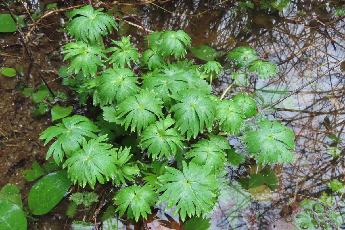 Aconitum lycoctonum vulparia - (Rchb.)Nyman.