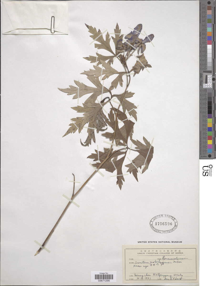Aconitum mokchangense — photo
