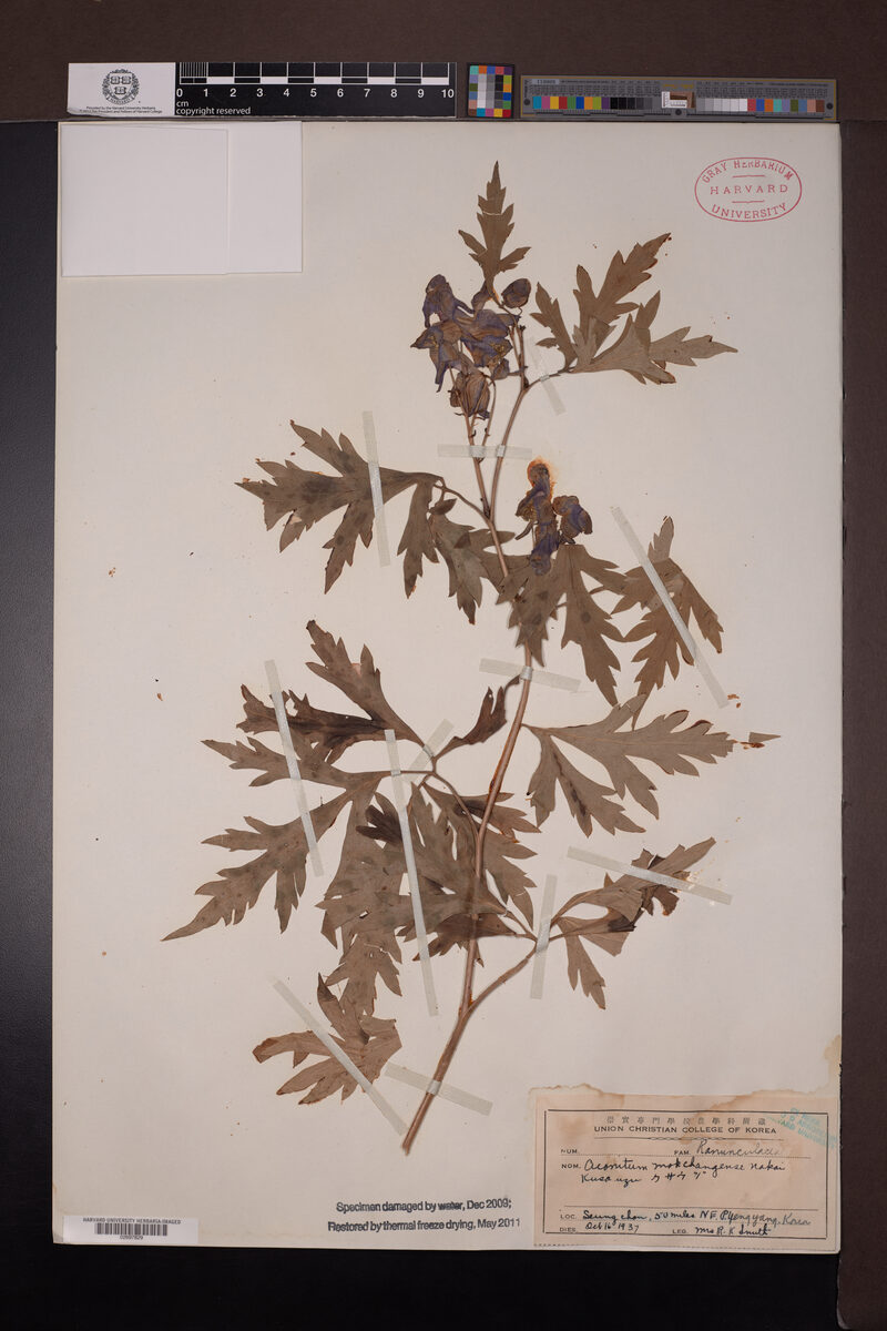 Aconitum mokchangense — photo