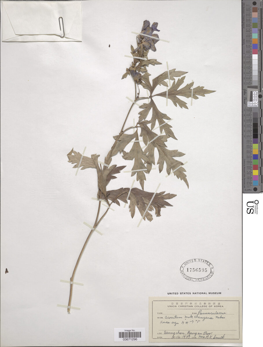 Aconitum mokchangense