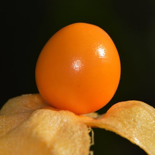 Acridocarpus spectabilis (A-bata) — photo