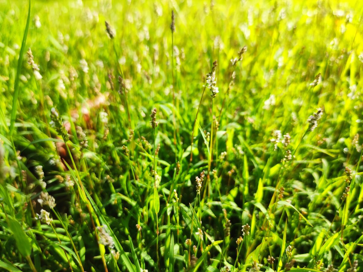 Poaceae